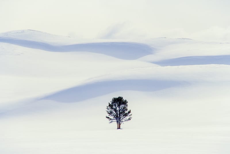 Artful Trees 26
